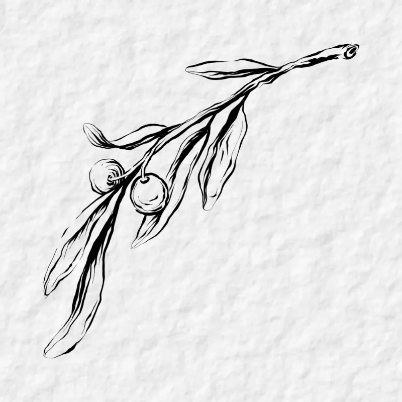 Olive Branch flash design